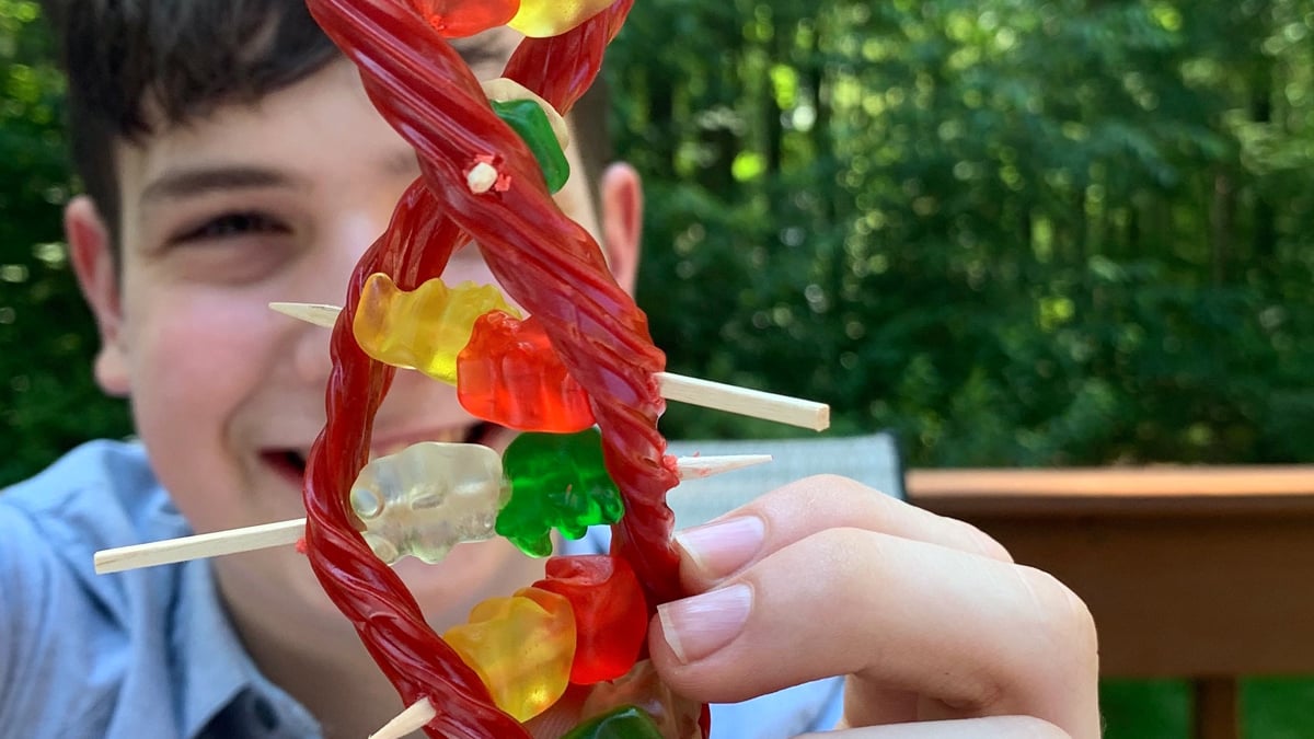 Kid holding a DNA model made of Twizzlers,
Gummy Bears, and toothpicks in front of his face.
